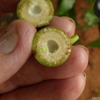 Ficus racemosa L.